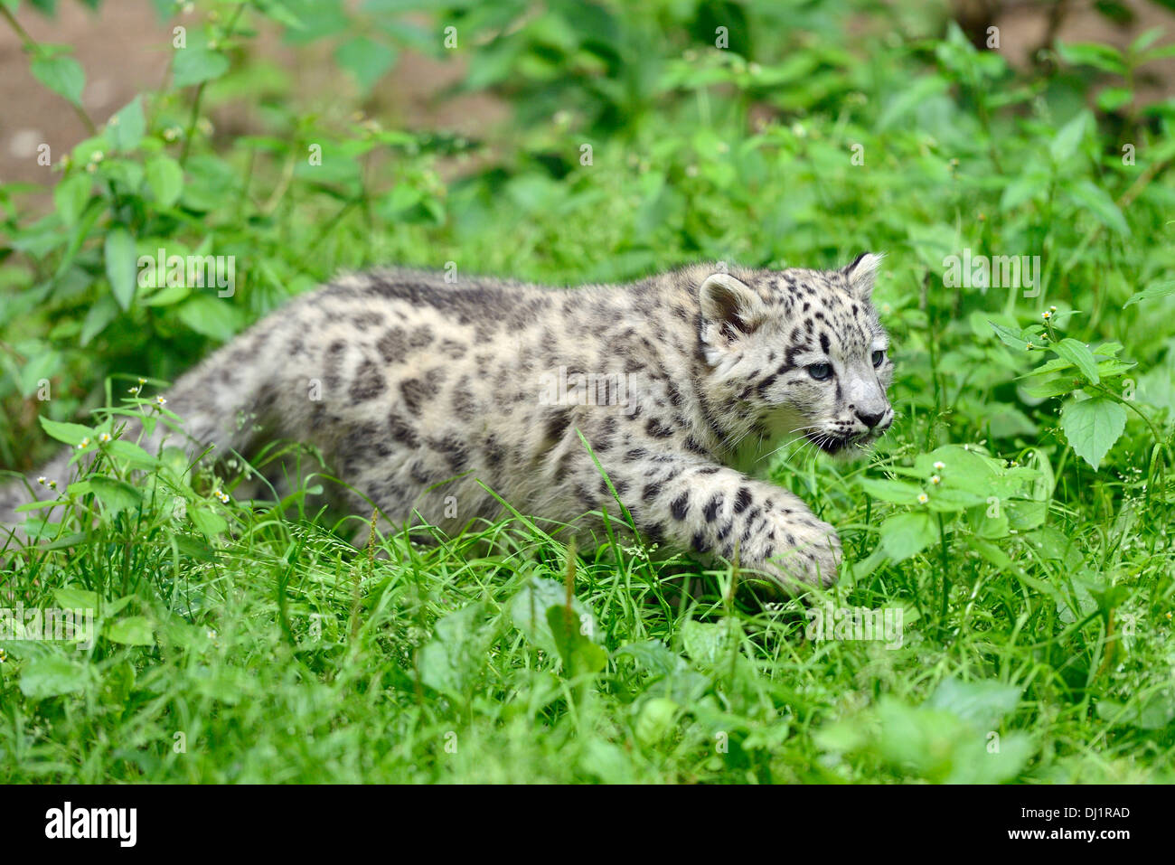 Snow Leopard Panthera unica Cub zoo walking Stock Photo