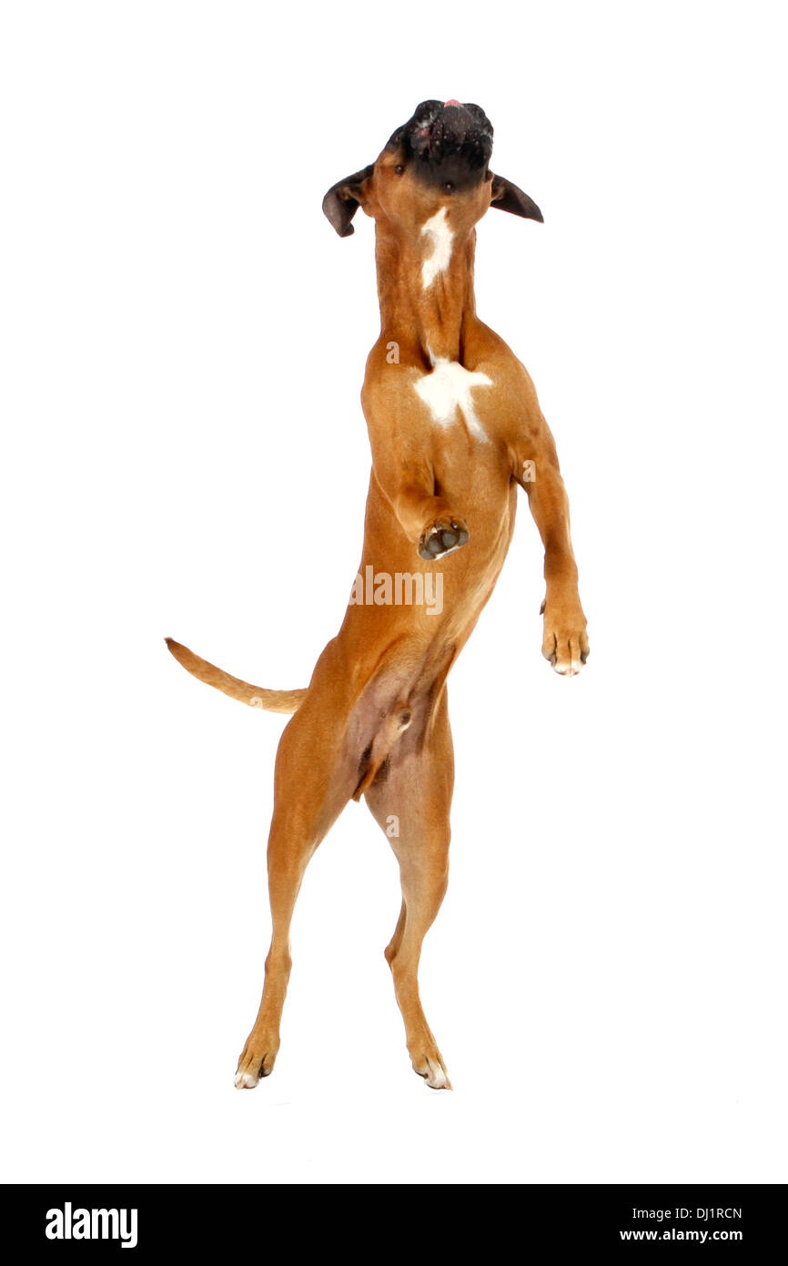 Boxer Male standing upright on its hind legs Studio picture against white background Stock Photo