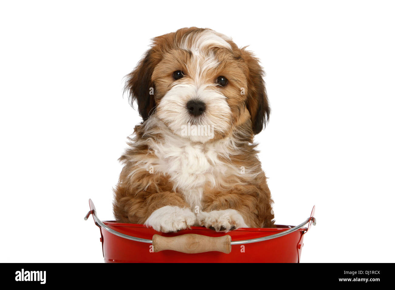 Havanese Puppy eight weeks old in red bucket Studio picture against white  background Stock Photo - Alamy