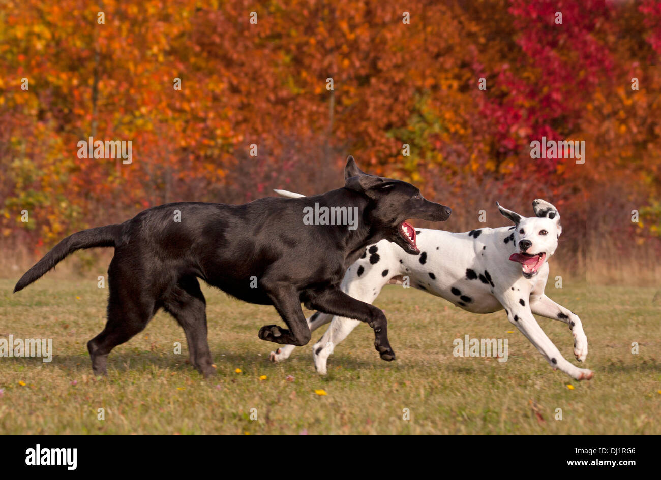 Dalmatian hot sale and labrador