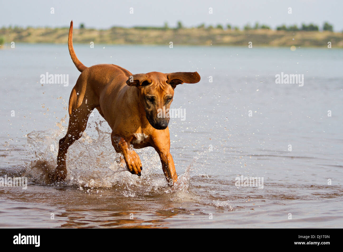 Rhodesian ridgeback water 2025