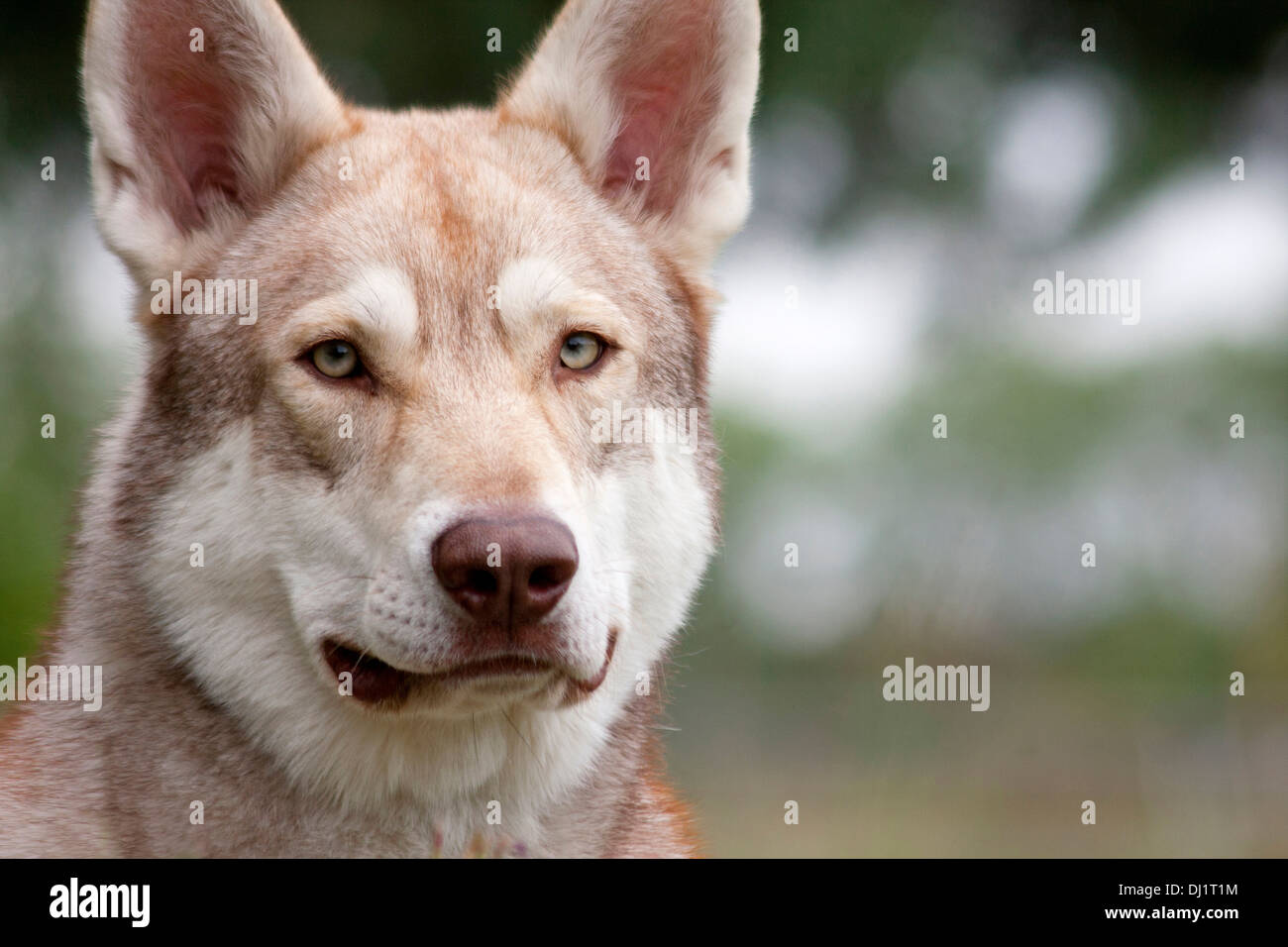 Saarloos Wolfdog Portrait adult Stock Photo
