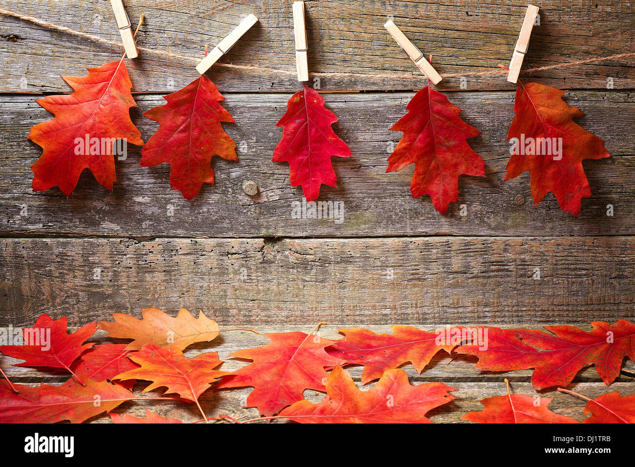 Autumn background with red leaves Stock Photo