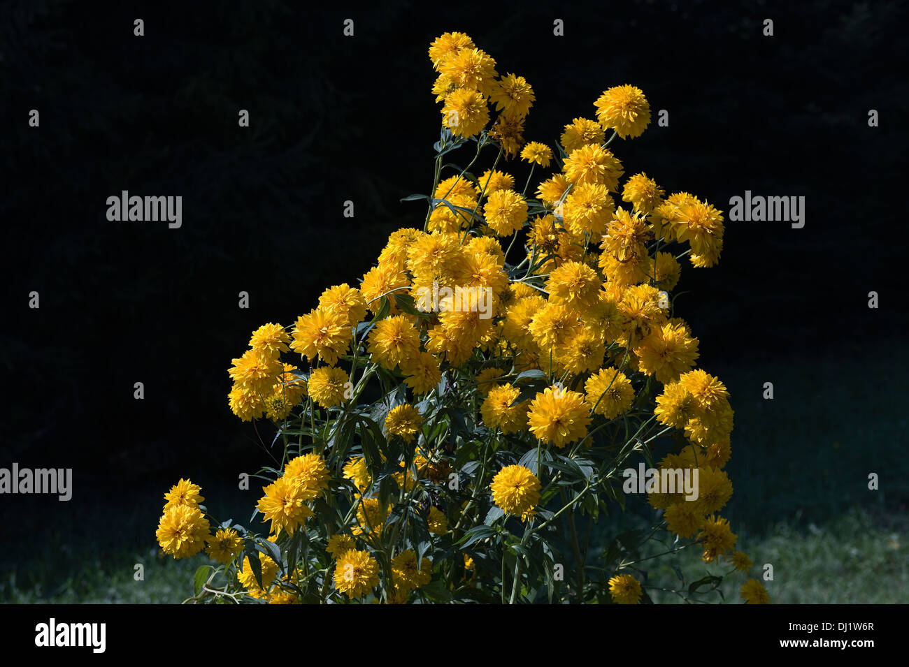 Poland national flower hires stock photography and images Alamy