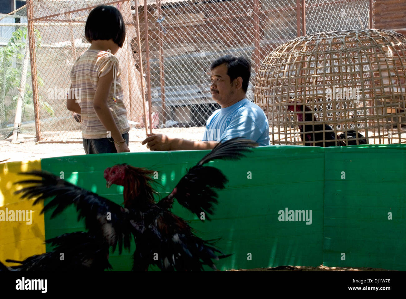 A man is talking to a young girl while roosters are fighting in a ring at a chicken fight in Nong Khai (Kai), Thailand. Stock Photo