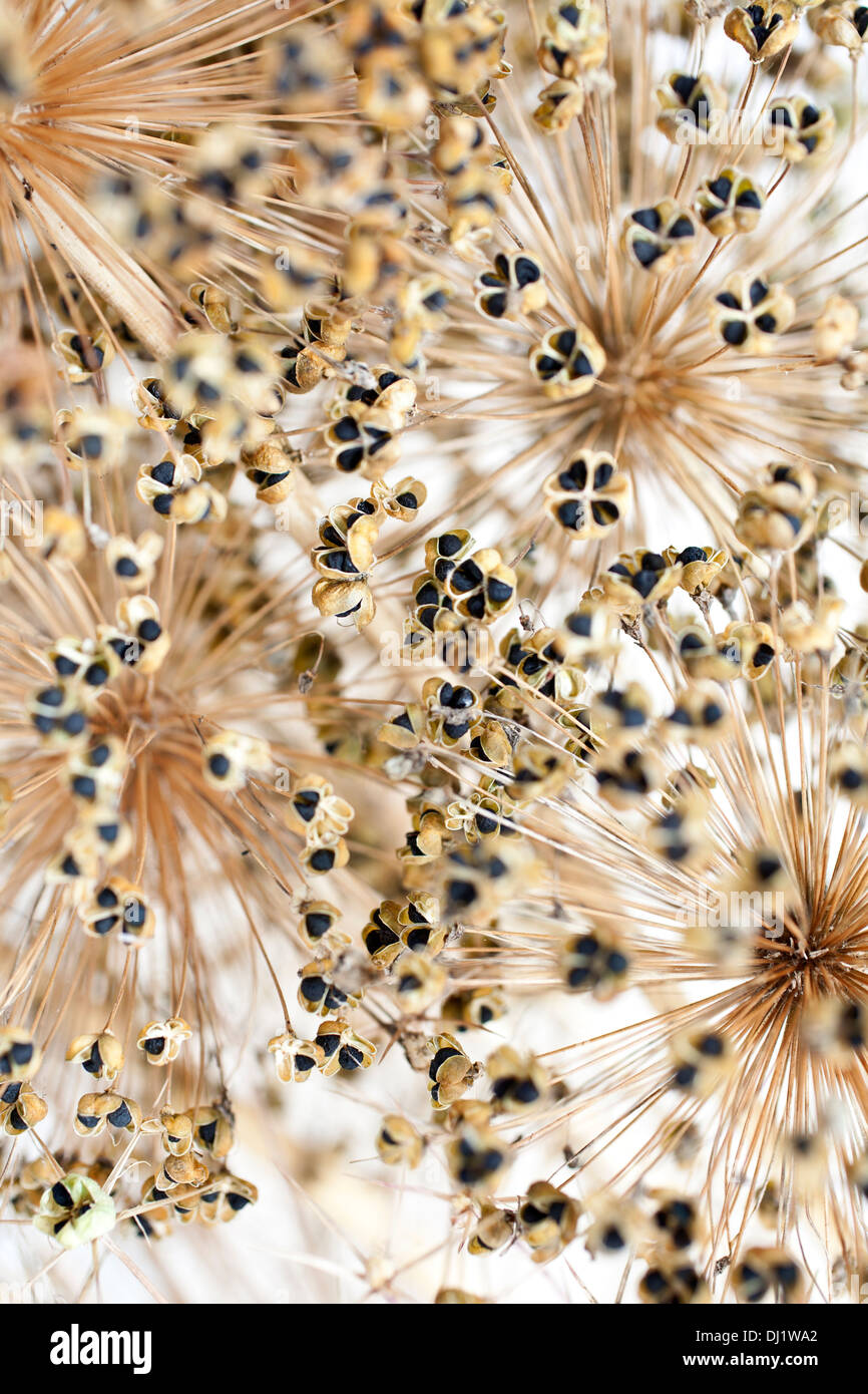 Spectacular Allium Seeds Background Digital Art Spectacular Allium Seeds Background Digital Art