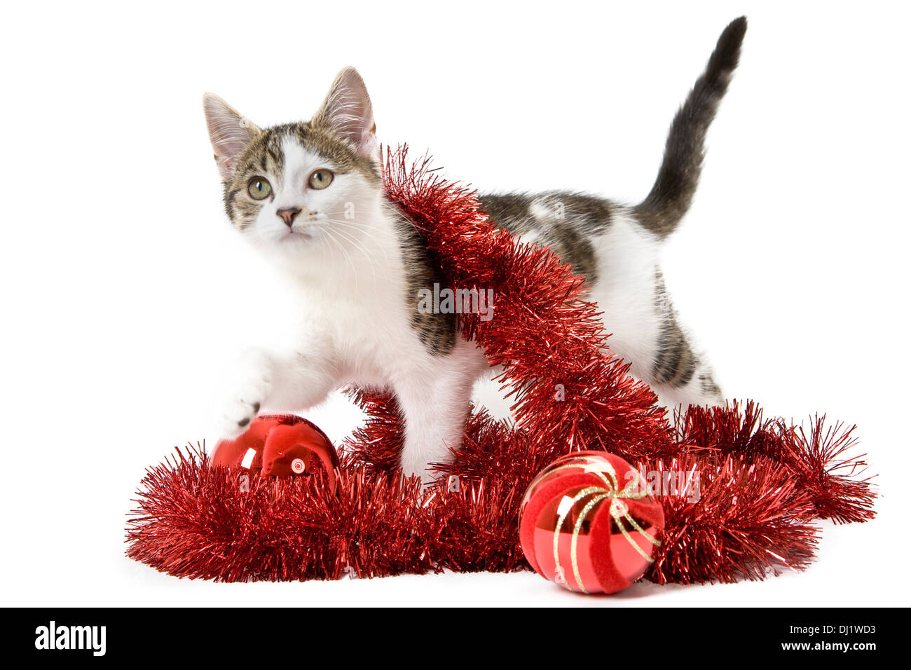 Tabby and White Kitten playing isolated on white background. Stock Photo