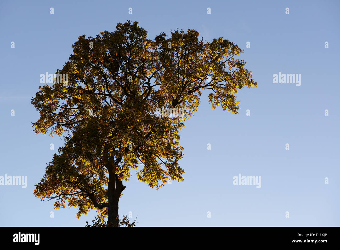 oak tree branches against a blue sky Stock Photo