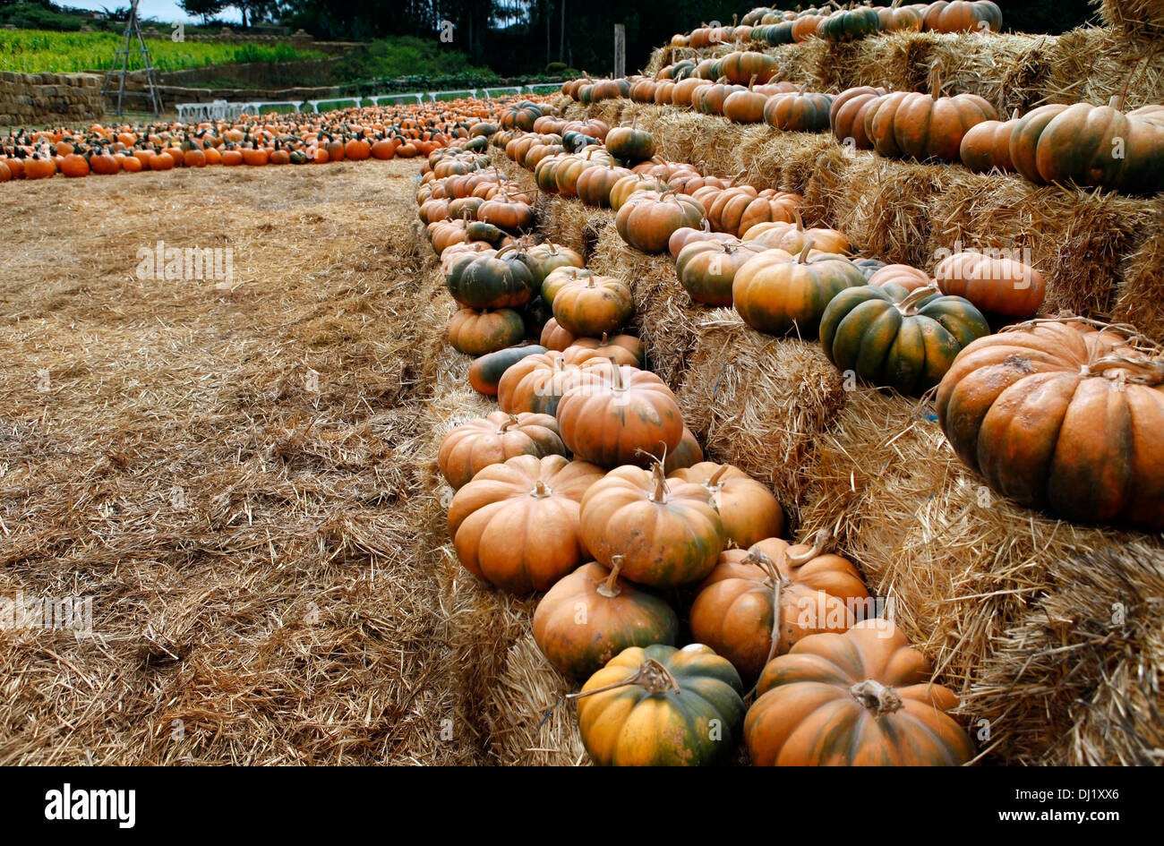 Many pumpkins. Fair of a pumpkins in California Stock Photo Alamy