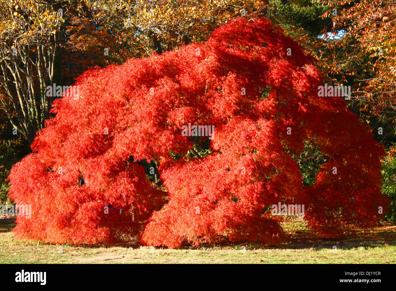 Japanese maple tree red hi-res stock photography and images - Alamy