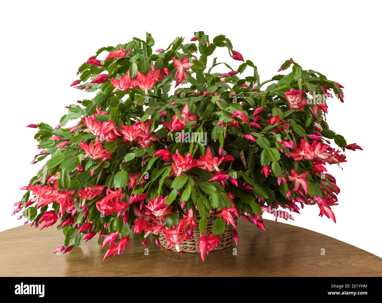 A Thanksgiving Cactus in full bloom Stock Photo