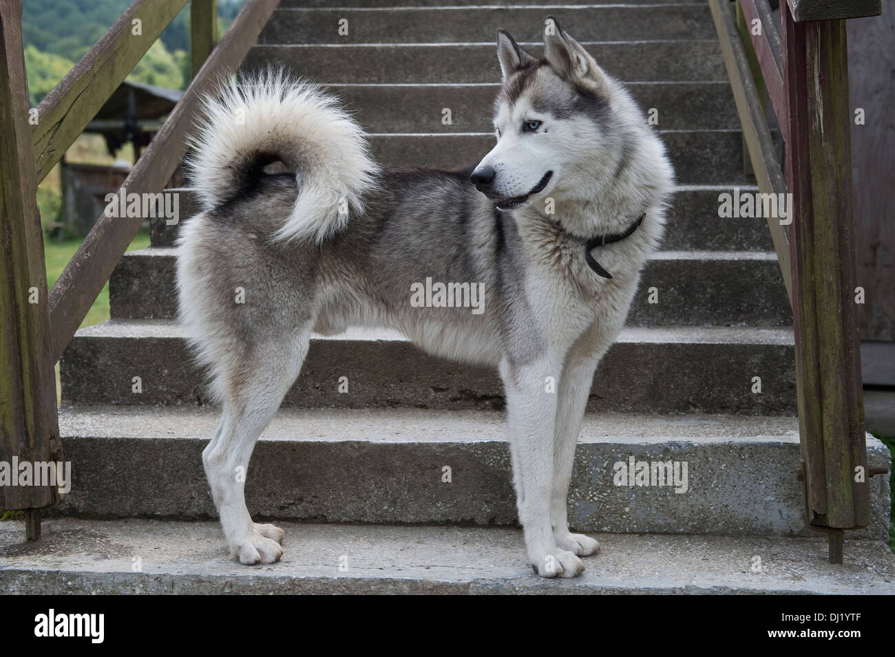 Husky standing, looking back the staircase outside Jaworzec PTTK shelter in Bieszczady National Park Poland Stock Photo