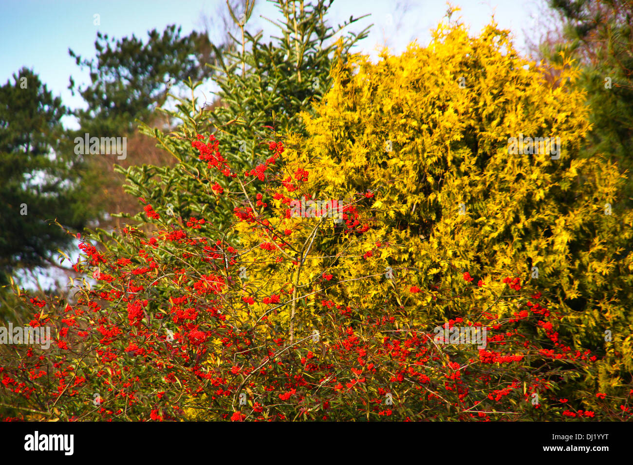 Kilsyth, Glasgow, UK. 19th November 2013. Autumn colours  Colzium Park Kilsyth. Credit:  ALAN OLIVER/Alamy Live News Stock Photo