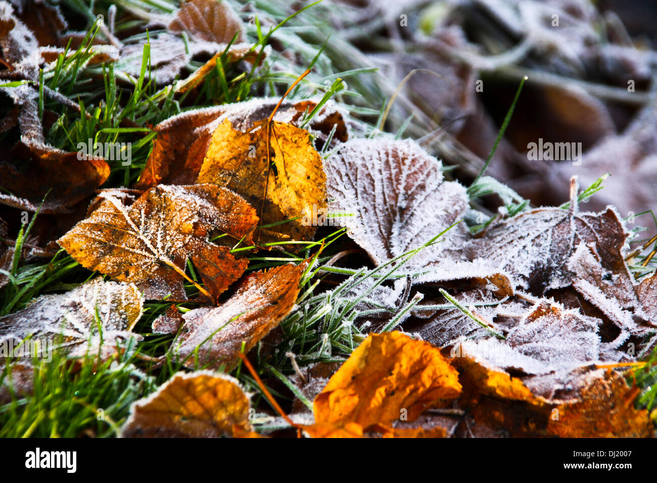 Kilsyth, Glasgow, UK. 19th November 2013. Heavy frost dusts the grass and autumn leaves.  Colzium Park Kilsyth. Credit:  ALAN OLIVER/Alamy Live News Stock Photo