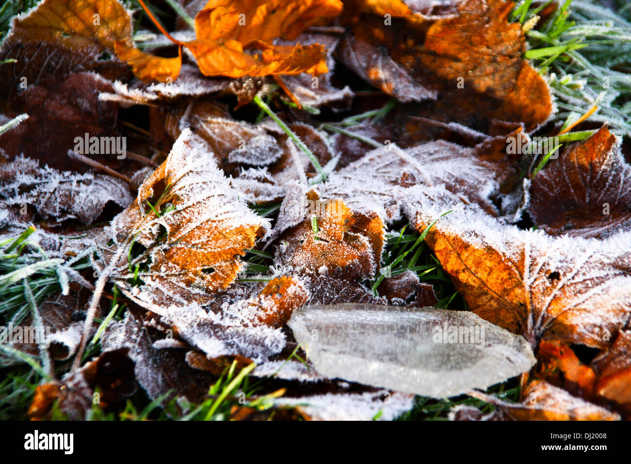 Kilsyth, Glasgow, UK. 19th November 2013. Heavy frost dusts the grass and autumn leaves.  Colzium Park Kilsyth. Credit:  ALAN OLIVER/Alamy Live News Stock Photo