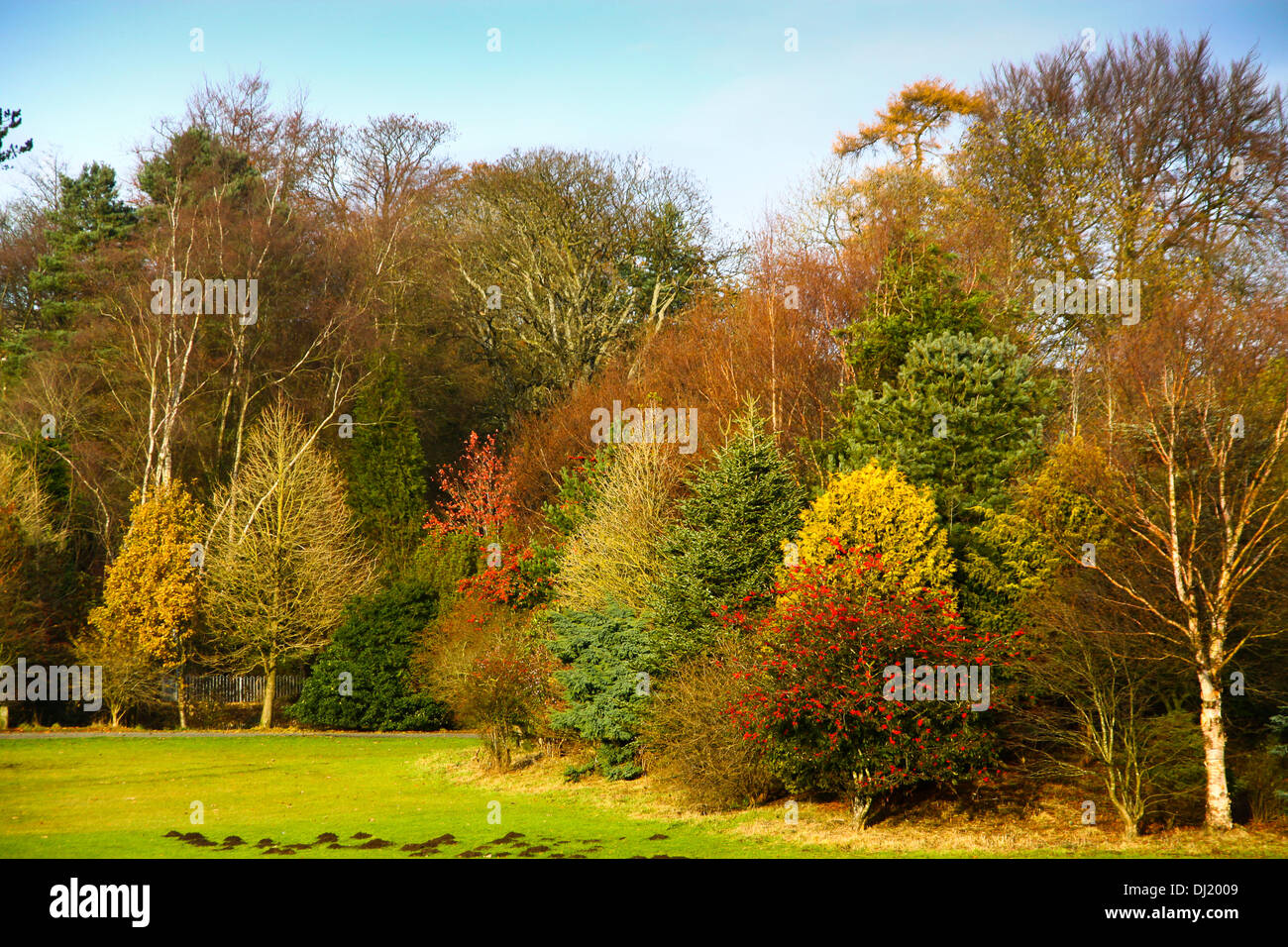 Kilsyth, Glasgow, UK. 19th November 2013. Autumn colours in Colzium Park Kilsyth. Credit:  ALAN OLIVER/Alamy Live News Stock Photo
