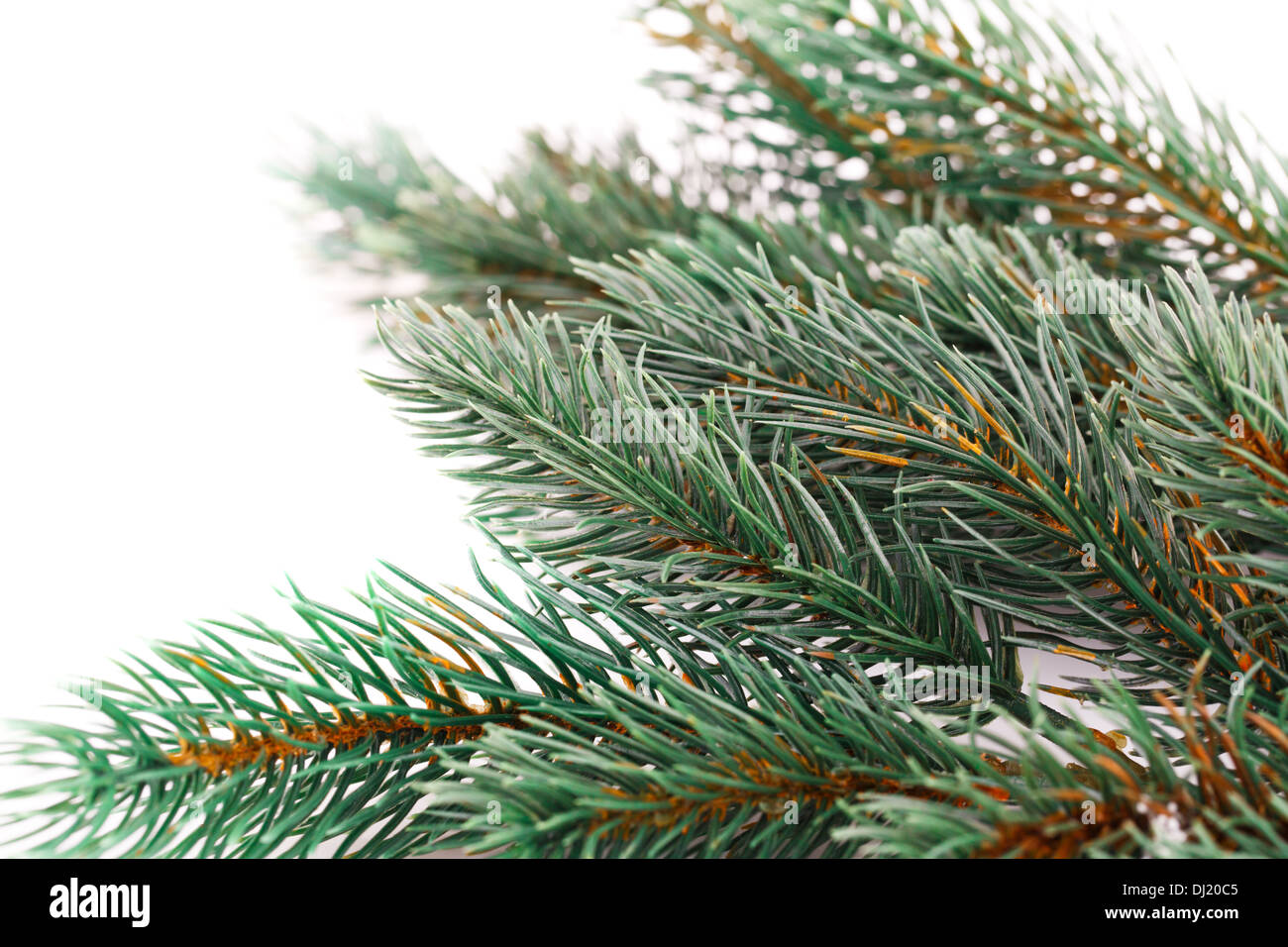 Christmas tree branch isolated on white background Stock Photo - Alamy