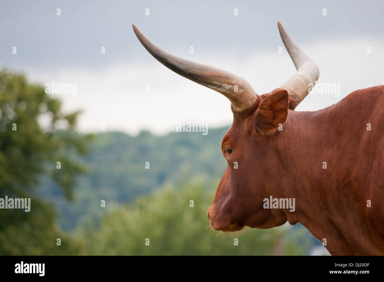 West Midlands Safari Park, buffalo side view of the head and horns. Stock Photo