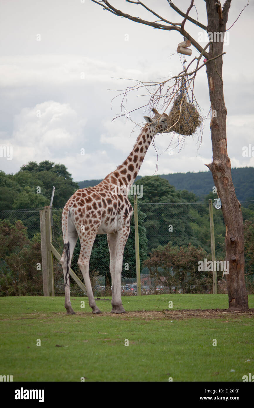 Giraffe at a safari park zoo roaming outdoors eating from a tree in their natural habitat. Stock Photo