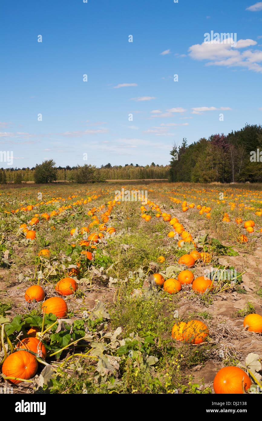 Pumpkin harvest field hi-res stock photography and images - Alamy