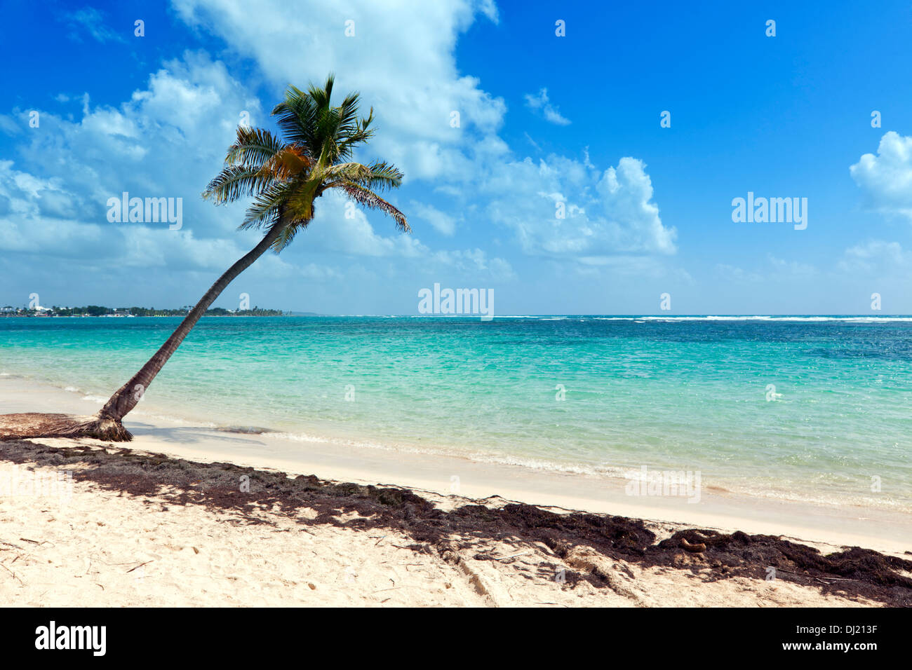 Beach palm tree tropical hi-res stock photography and images - Alamy