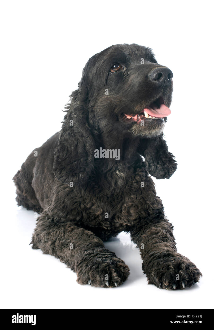 Angle Cocker portrait of a purebred english cocker in a studio Stock Photo - Alamy