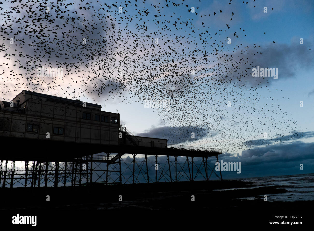Aberystwyth Wales UK. Tuesday 19 November 2013 Tens of thousands of starlings flying in to roost on the cast iron legs of the Victorian seaside pier in Aberystwyth on the west wales coast, UK. Every evening the birds return from feeding and perform intricate patterns in the sky before settling for the night. Credit:  keith morris/Alamy Live News Stock Photo