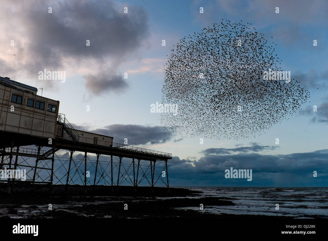 Aberystwyth Wales UK. Tuesday 19 November 2013 Tens of thousands of starlings flying in to roost on the cast iron legs of the Victorian seaside pier in Aberystwyth on the west wales coast, UK. Every evening the birds return from feeding and perform intricate patterns in the sky before settling for the night. Credit:  keith morris/Alamy Live News Stock Photo