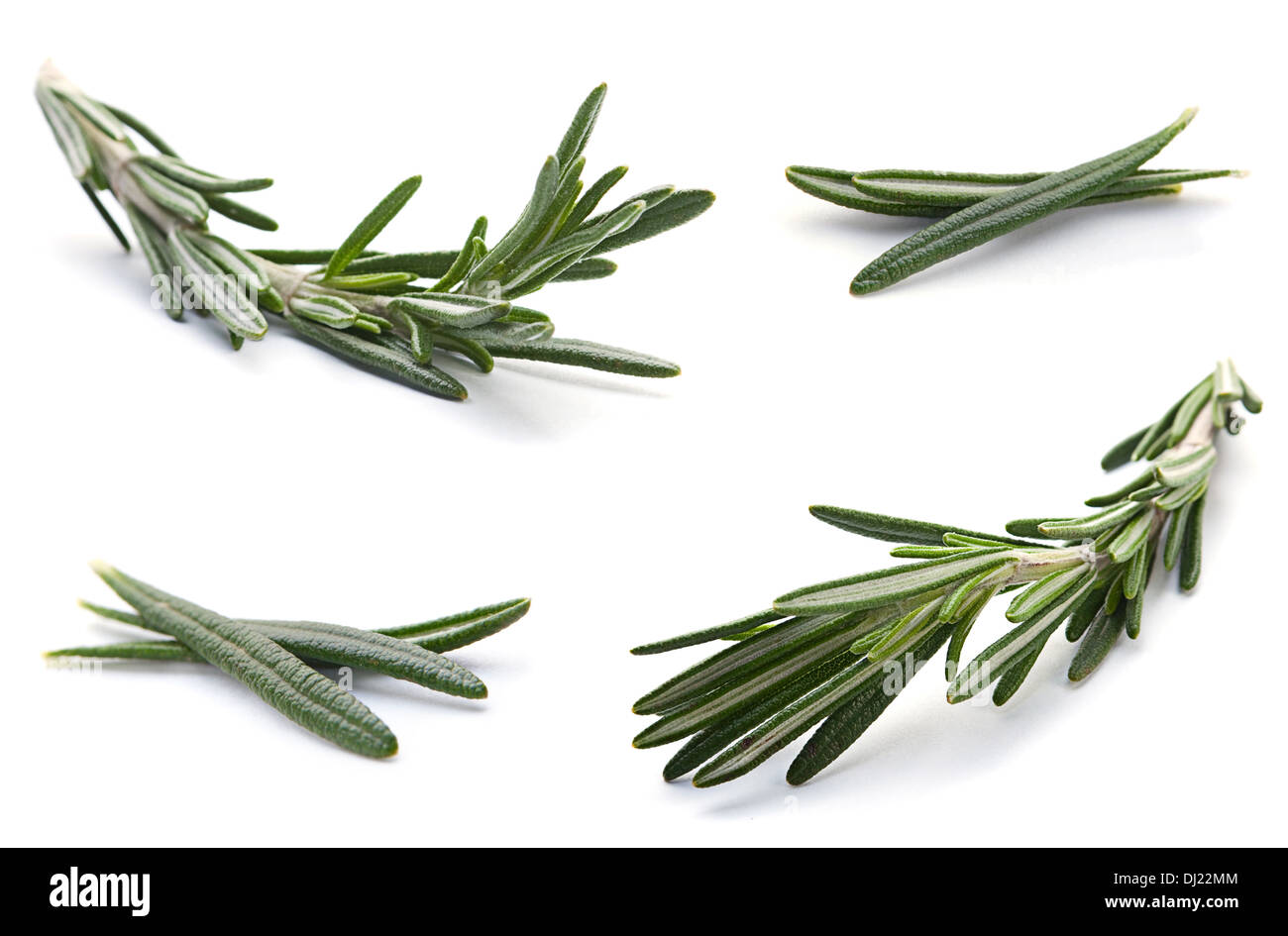 Rosemary herb collection closeup isolated on white Stock Photo
