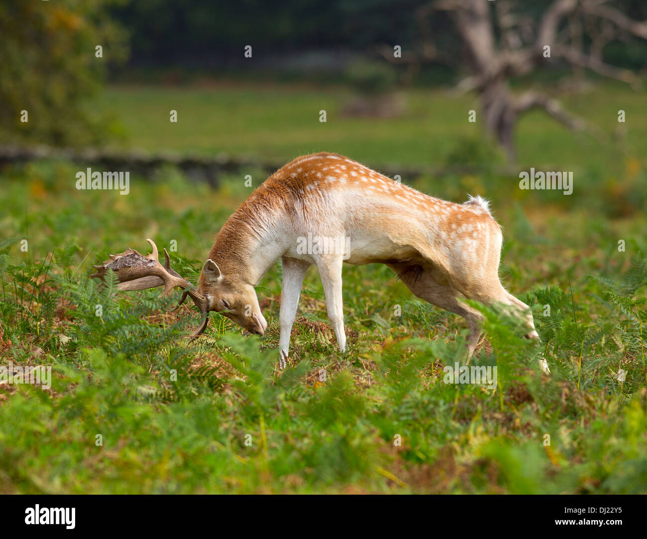 Fallow deer buck, Dama dama. A fallow buck stretches during rutting season. Stock Photo