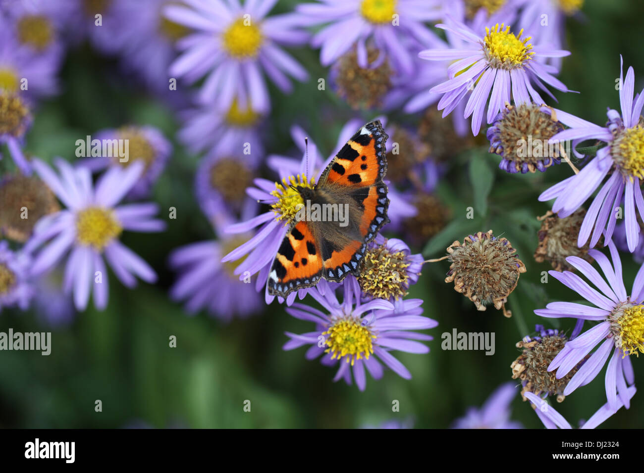 A tortoiseshell Butterfly on Michaelmas Daisies Stock Photo