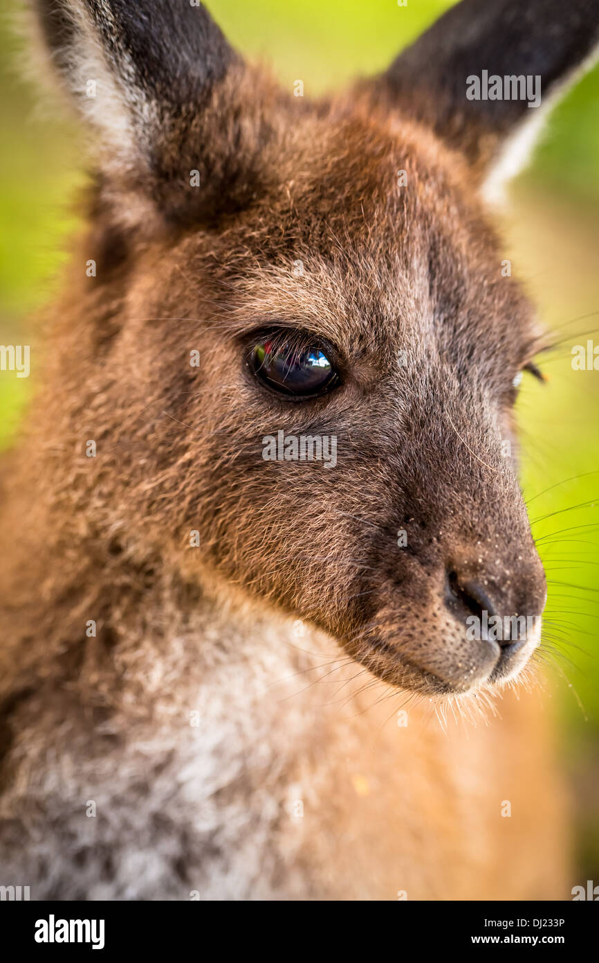 Western Grey Kangaroo Macropus fuliginosus, Western Australia Stock Photo
