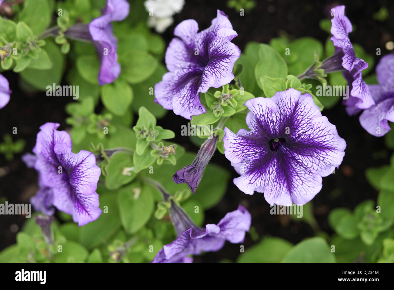 Perennial Petunia Purple and White in Colour With Green Foliage Stock Photo