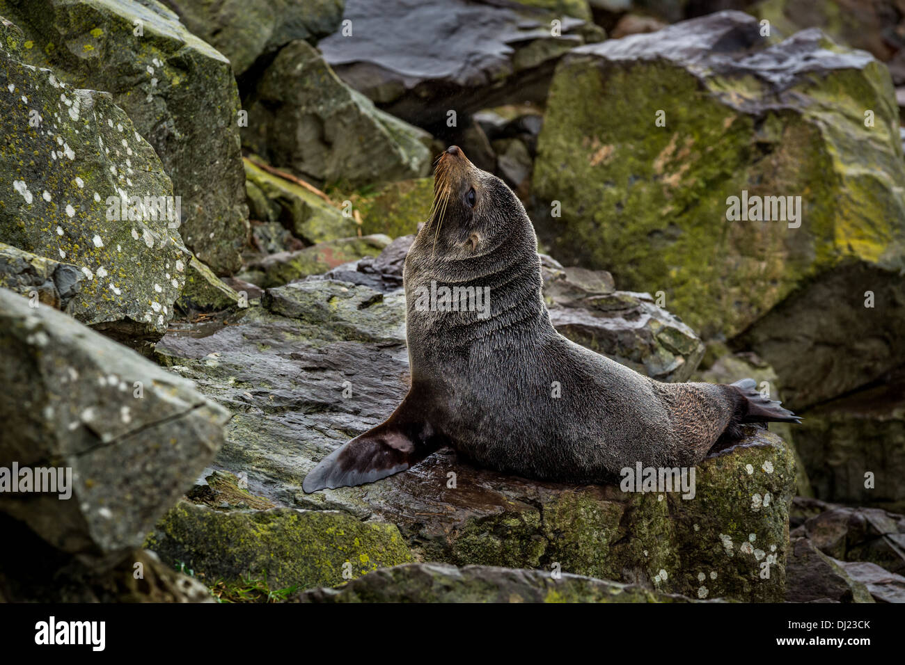 Southern Fur Seal (Arctocephalus forsteri), near Kaikoura, South Island, New Zealand Stock Photo