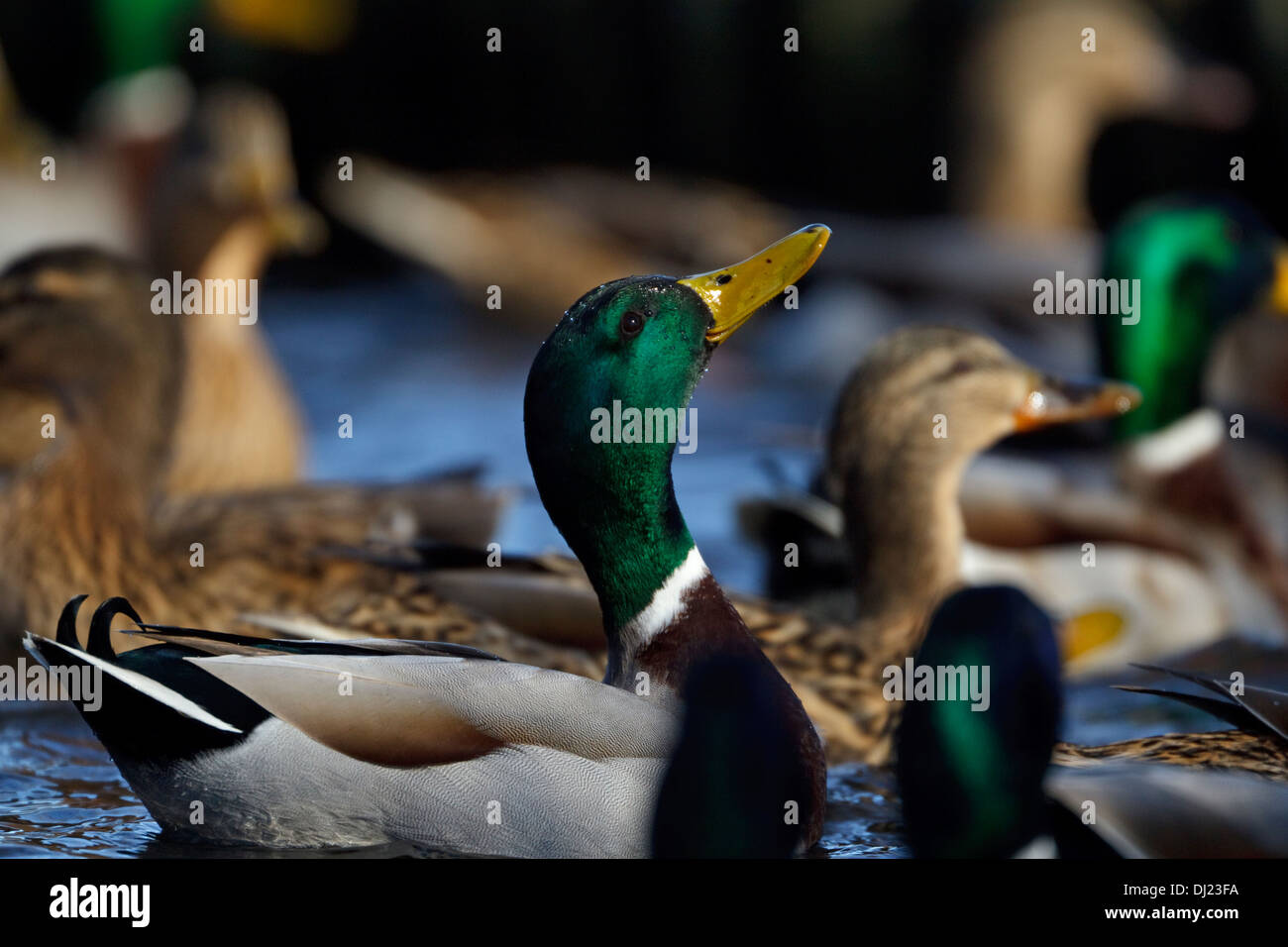 Mallards (Anas platyrhynchos) waiting for food Stock Photo