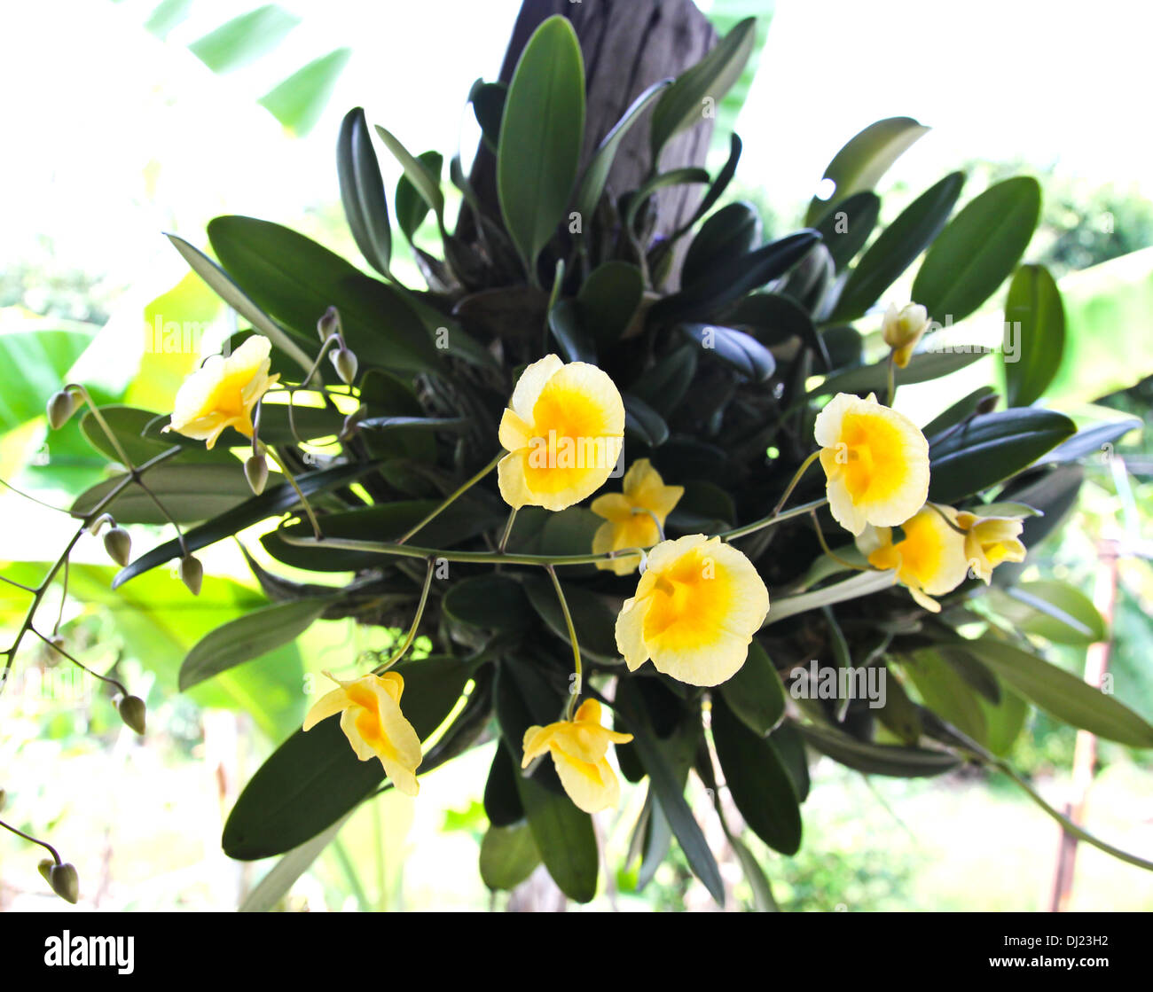 Wild orchids in Thailand Stock Photo