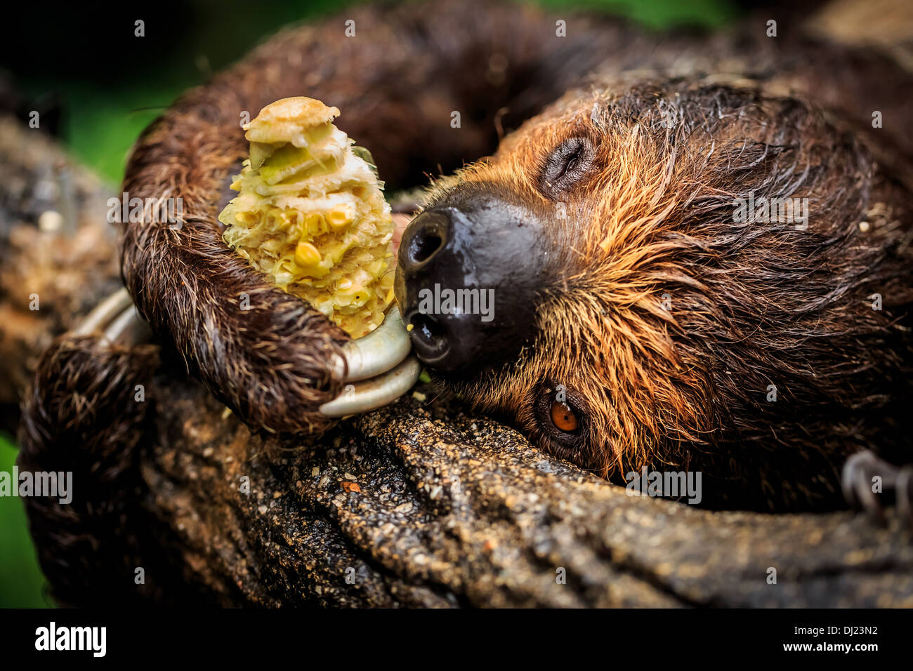 Megalonychidae; (two-toed sloth), Singapore Zoo, Singapore Stock Photo