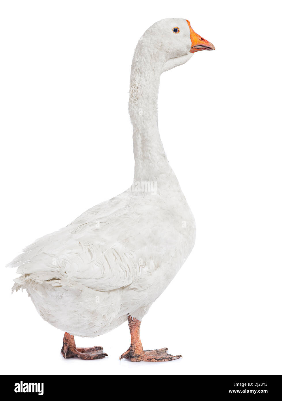White goose farm bird isolated on white Stock Photo