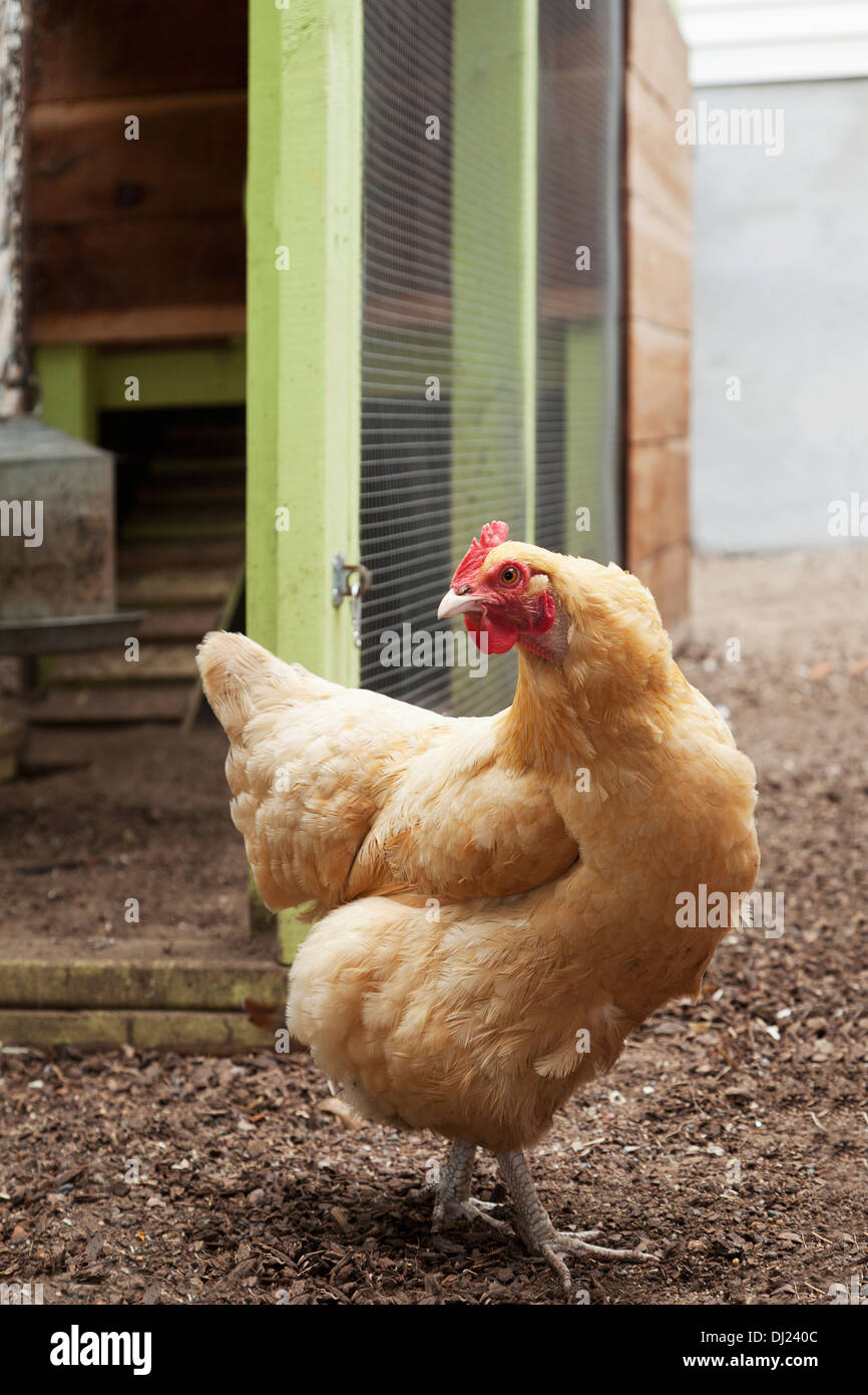 Chicken outside chicken coop hires stock photography and images Alamy