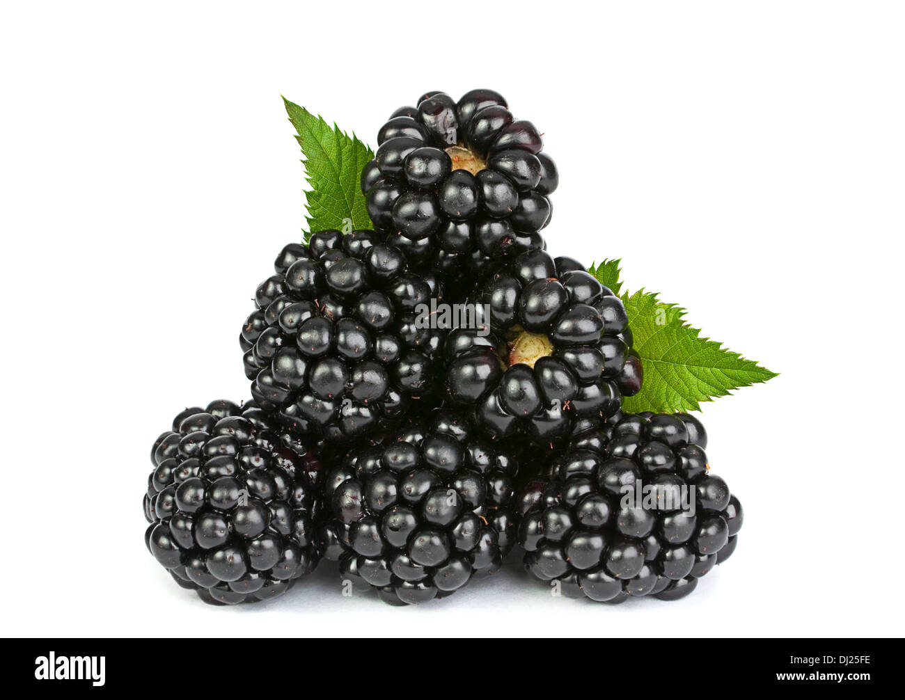 Blackberry fruit with leaf closeup isolated on white Stock Photo