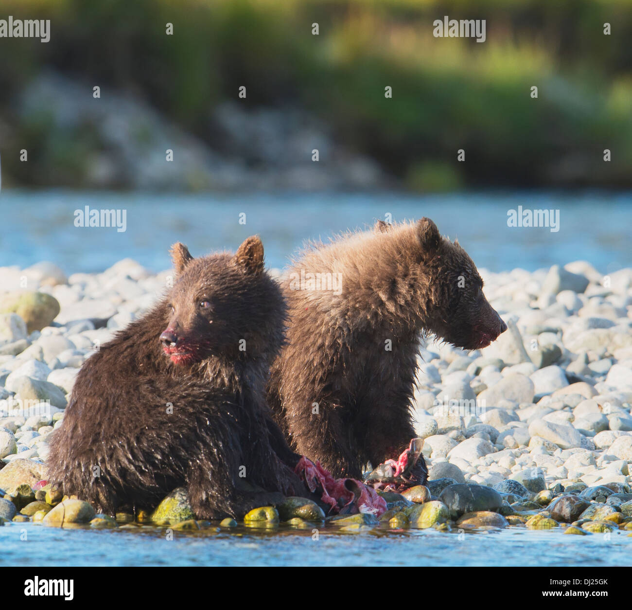 Brown Bear Cubs Eating Salmon In Mikfik Creek, Mcneil River State Game ...