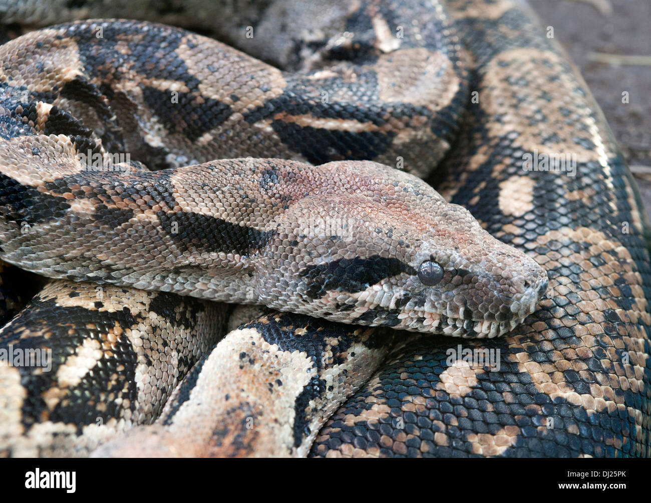 The Boa constrictor is a species of large, heavy-bodied snake. It is a member of the family Boidae. Stock Photo