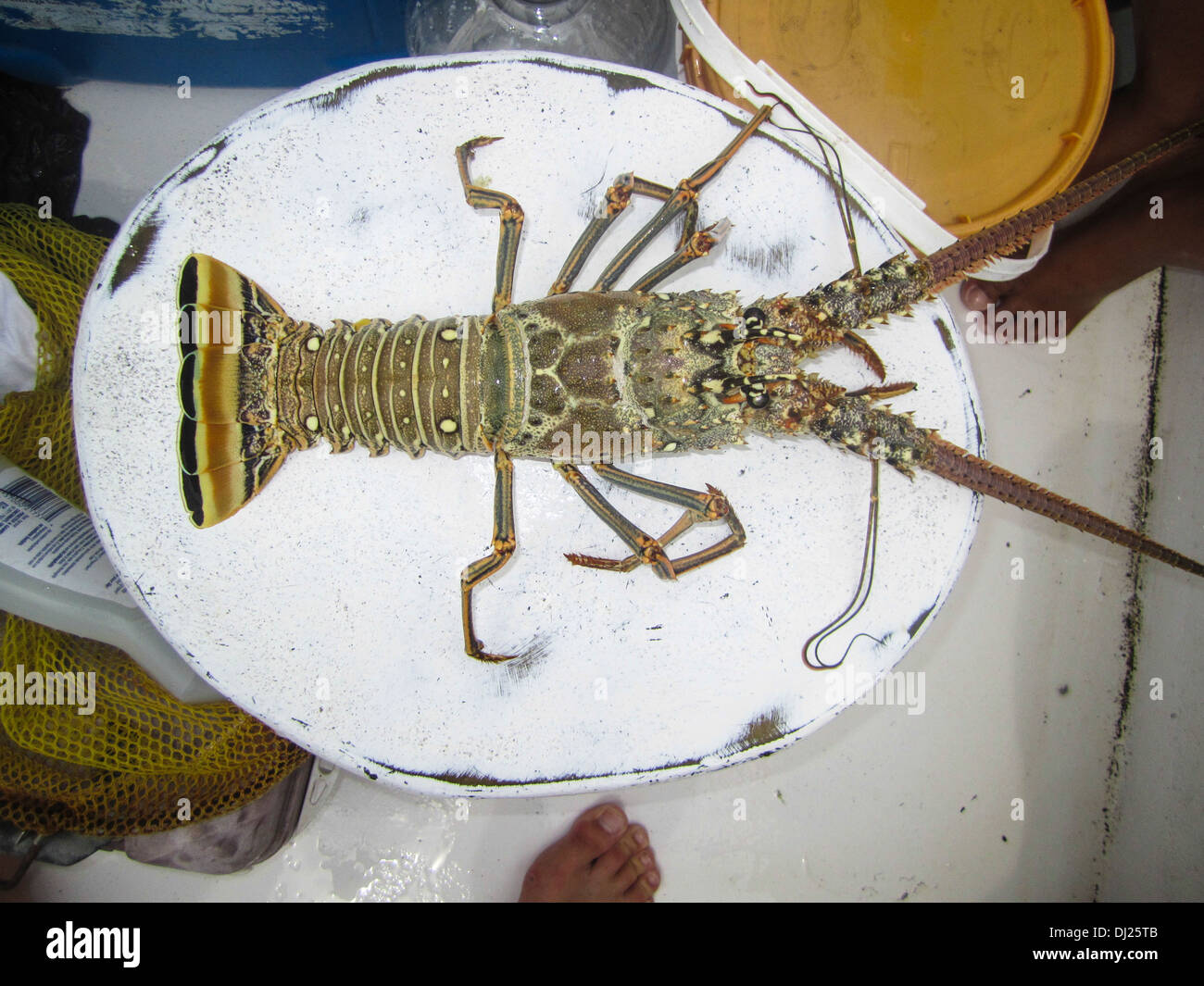 Caribbean Spiny Lobster (Panulirus argus) being readied for cooking photographed at Caye Caulker, Belize Stock Photo