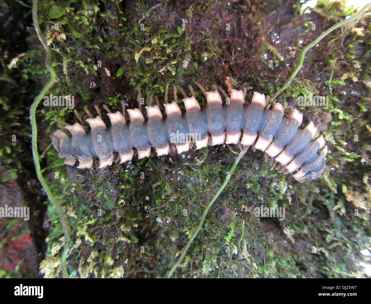 Millipede in Costa Rica Stock Photo