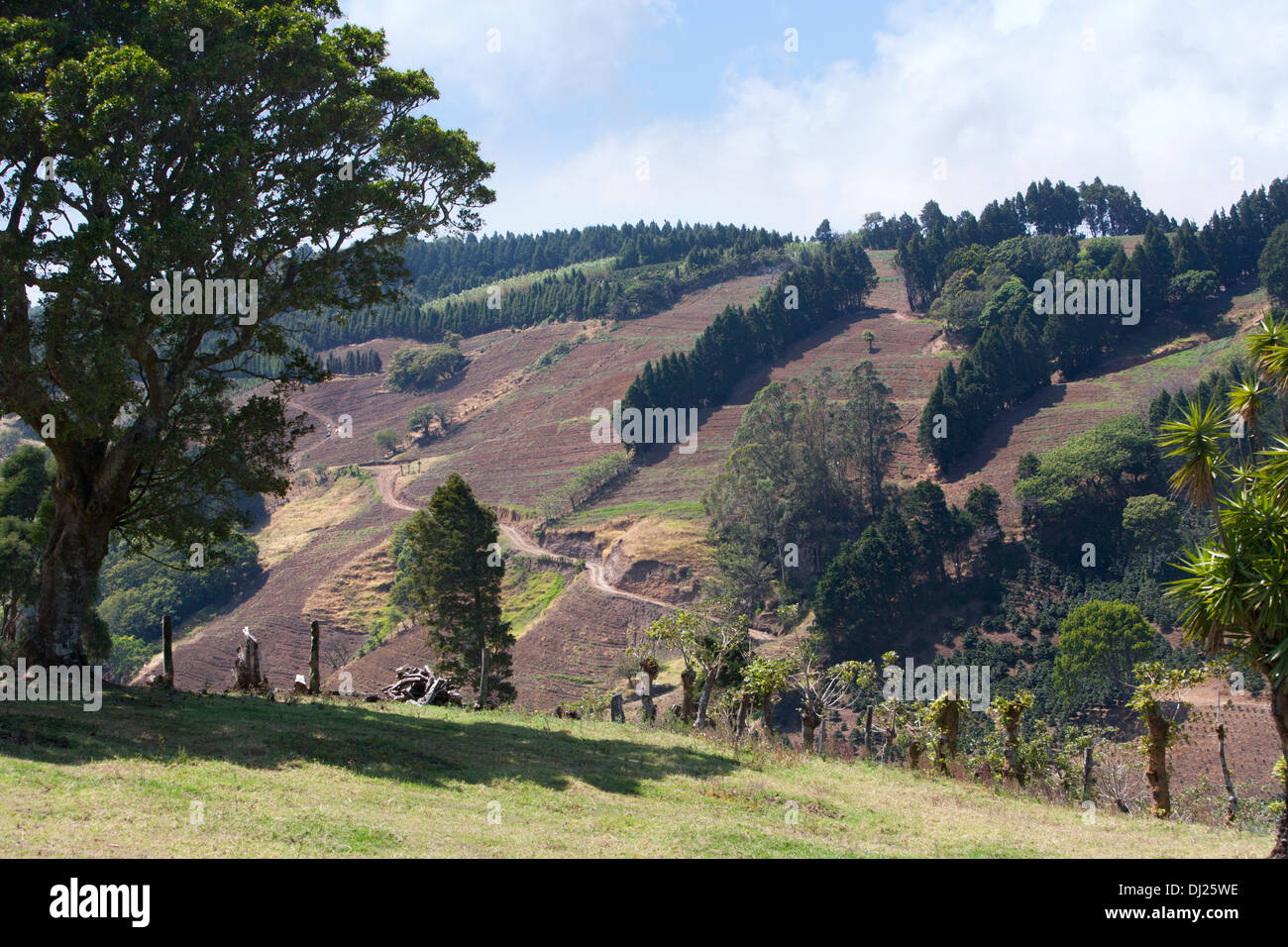 A hillside coffee plantation in Costa Rica Stock Photo