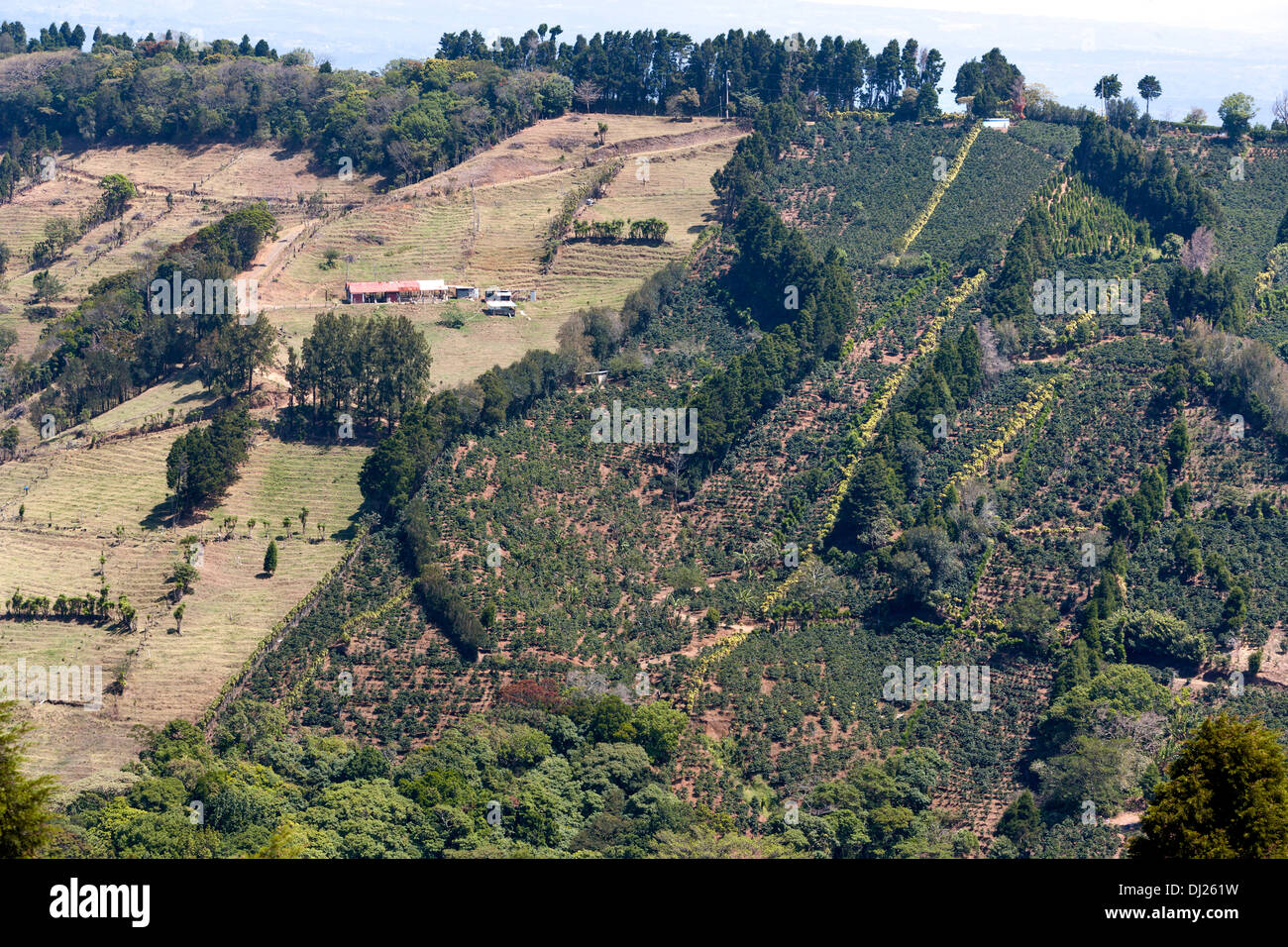 A hillside coffee plantation in Costa Rica Stock Photo