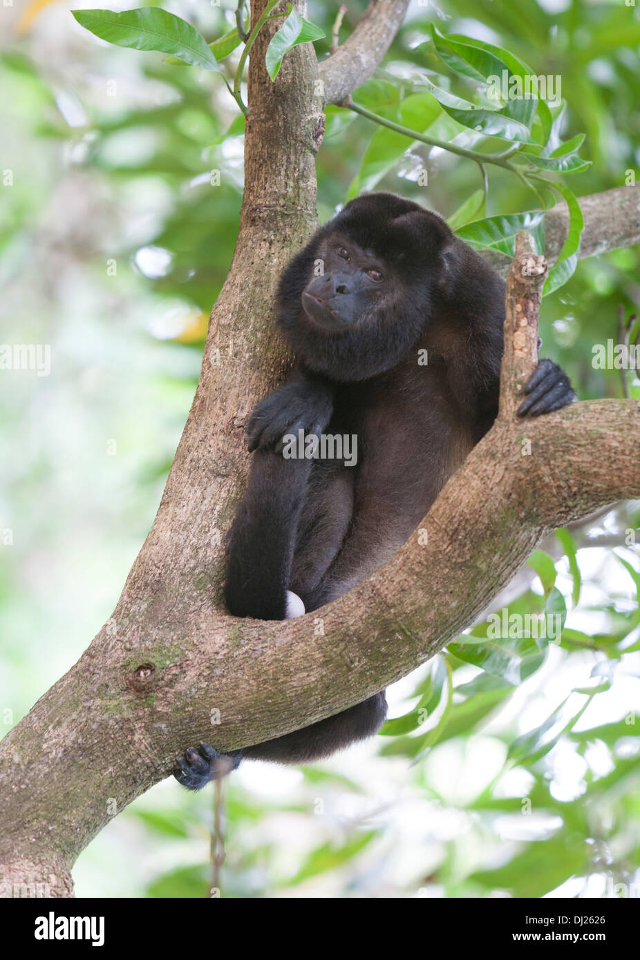 A howler monkey. This one was kicked out of its family group and was living alone. Stock Photo