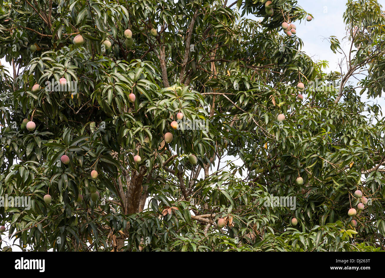 Fruit bearing mango tree Stock Photo