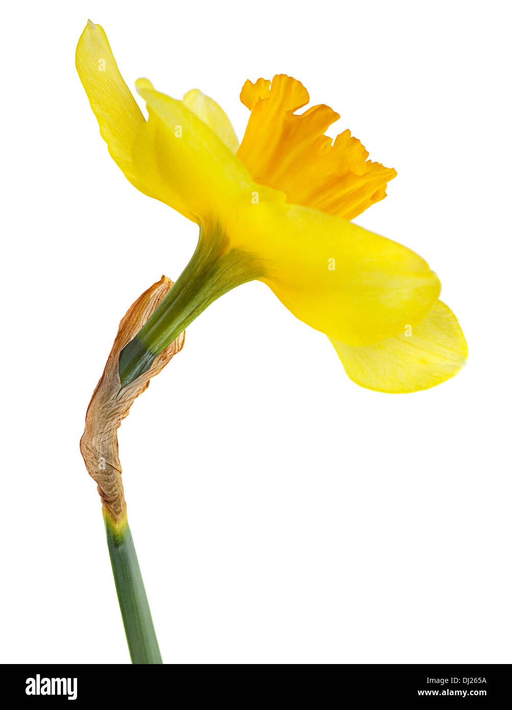 Narcissus flower hires stock photography and images Alamy