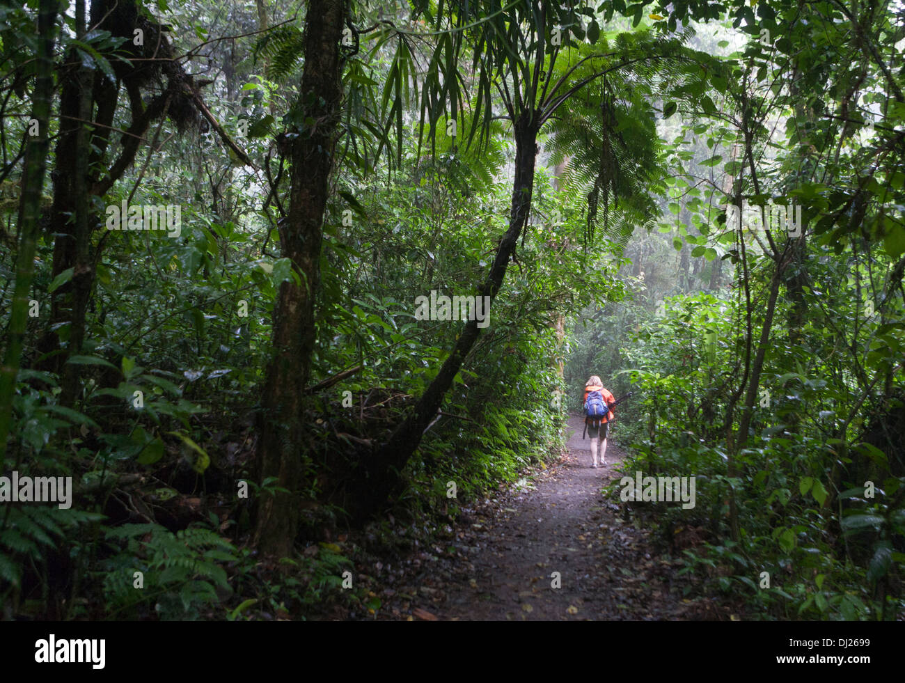 A woman walking through The Monteverde Cloud Forest Reserve in Costa Rica. Stock Photo